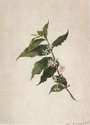 Coffea arabica